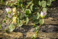 Plant with flowers of Capparis spinosa, caper bush.