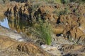 Scirpus Holoschoenus Round-Headed Club-Rush plant, growing between the rocks of the Tinto riverbed