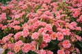 Plant Flowers - Pink Kalanchoe blossfeldiana is flowers background