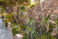 Plant with flowers and succulents growing next to the stone wall along a sidewalk Royalty Free Stock Photo