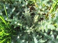 A plant with fluffy leaves framed by grass: a close-up