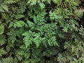 Plant-forest fern, grows in Russia