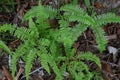 Resam plant or dicranopteris linearis