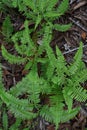 Resam plant or dicranopteris linearis