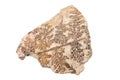 Plant Fossil Royalty Free Stock Photo