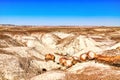 Plant Fossils in Badlands of Petrified Forest National Park, Arizona Royalty Free Stock Photo