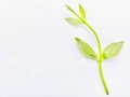 Plant fresh with green color and white background