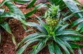 Plant with fresh growing pineapple, edible fruit, popular exotic plant specie from South America Royalty Free Stock Photo