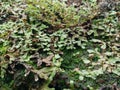 plant fresh moss in a damp place