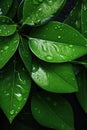 Plant fresh nature macro leaves background rain background green wet garden water Royalty Free Stock Photo