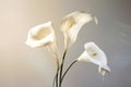 Plant freshness flower beauty nature calla flora lily blossom wedding botany white Royalty Free Stock Photo