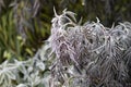 The Plant With Frost. Autumn english garden. Royalty Free Stock Photo