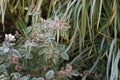 The Plant With Frost. Autumn english garden. Royalty Free Stock Photo