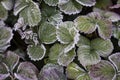 The Plant With Frost. Closrup photo