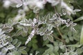 The Plant With Frost. Closrup photo