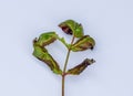 Plant frost damaged on roses leafs isolated on white background . Damage roses flowers from the cold in winter season is another p