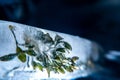 A plant frozen in a block of ice. A live plant trapped in ice. You can see air bubbles. Photo in the studio. Royalty Free Stock Photo