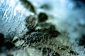 A plant frozen in a block of ice. A live plant trapped in ice. You can see air bubbles. Photo in the studio. Royalty Free Stock Photo