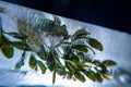 A plant frozen in a block of ice. A live plant trapped in ice. You can see air bubbles. Photo in the studio. Royalty Free Stock Photo