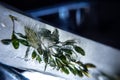 A plant frozen in a block of ice. A live plant trapped in ice. You can see air bubbles. Photo in the studio. Royalty Free Stock Photo