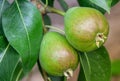 Plant Fruit images and pictures