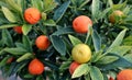 Plant of Fukushu Kumquat, or Fortunella, with fruits at different stages of ripeness