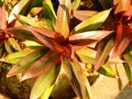 A plant full of colourful nice leaves in my rooftop garden