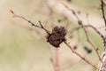 Felt gall as an outgrowth of a plant Royalty Free Stock Photo