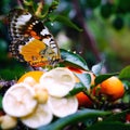 fruits tree and bee and butterfly take nectar on fruits tree and berries, dew drops on branch in gardens