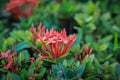 plant of the genus lxora with color is red. Royalty Free Stock Photo