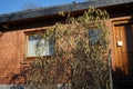 Blooming Corylus avellana \