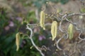 Blooming Corylus avellana \