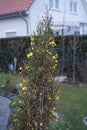 Blooming Jasminum nudiflorum bush in winter in the garden. Jasminum nudiflorum is a slender, deciduous shrub. Berlin, Germany