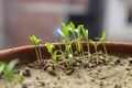 Plant Germination and Growth of Sunflower Seeds