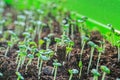 Plant germination in the land