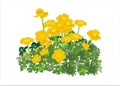 Plant Geum