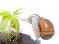 Plant in a glass pot with grape snail
