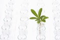 Plant in glass surrounded by empty glasses