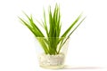 Plant in a glass vase Royalty Free Stock Photo