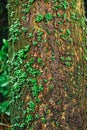 Plant glow over the tree rain forest