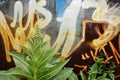 Plant with graffity