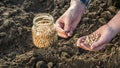 Plant grain in the ground, close-up