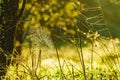 Grass on meadow field with cobweb Royalty Free Stock Photo