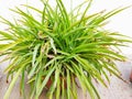 Plant of grass,plant in a pot Royalty Free Stock Photo