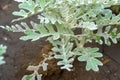 Plant with gray-green velvet leaves - Senecio cineraria Royalty Free Stock Photo