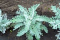 Plant with gray-green velvet leaves - Senecio cineraria Royalty Free Stock Photo