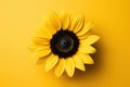 Plant green background nature bright floral flower sunflower yellow summer blossom beauty Royalty Free Stock Photo