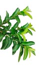 a plant with green guava leaves and a transparent background, a plant with green leaves on a white background