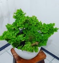 Plant, green, houseplant, nice, dinning,