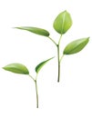 Plant Green Leaf Grow. Vector